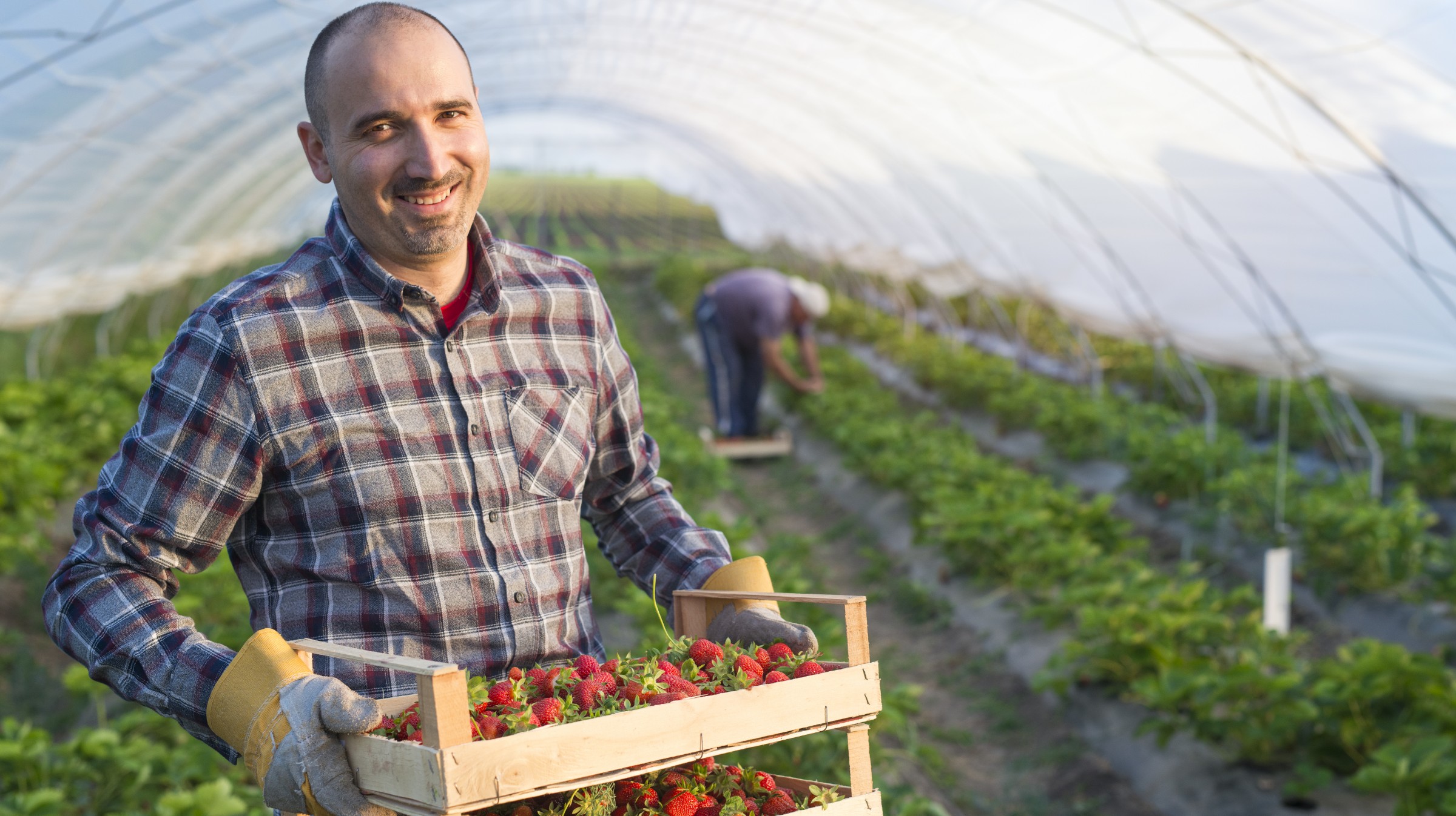 food producer